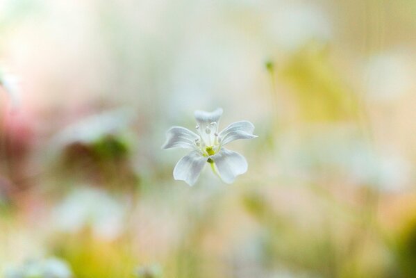 White flower on a blurry background