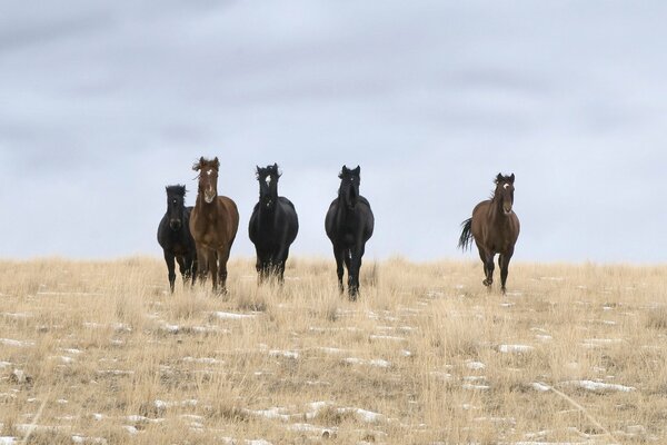 Wild horses galloping across the field