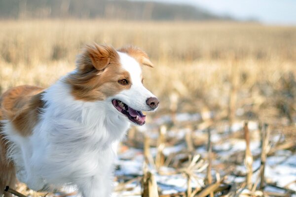 Cane che corre nel campo invernale