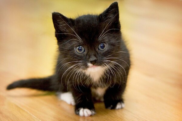A black and white cat sits and watches