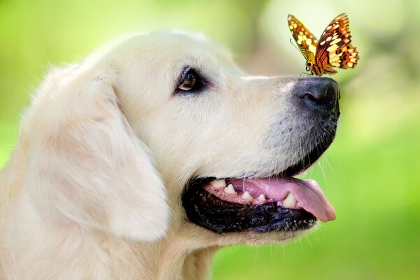 A multicolored butterfly sits on the dog s nose