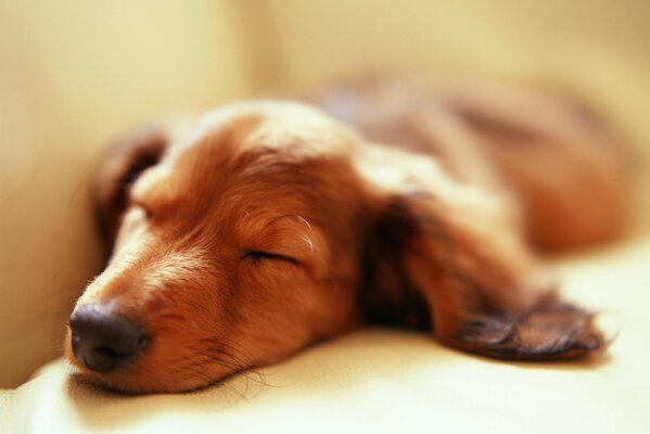 Cane con grandi orecchie che dorme sul letto