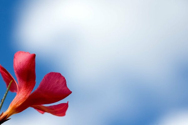 Rote Blume auf Himmelshintergrund