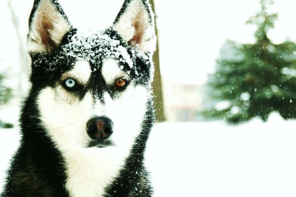Husky con occhi colorati in inverno