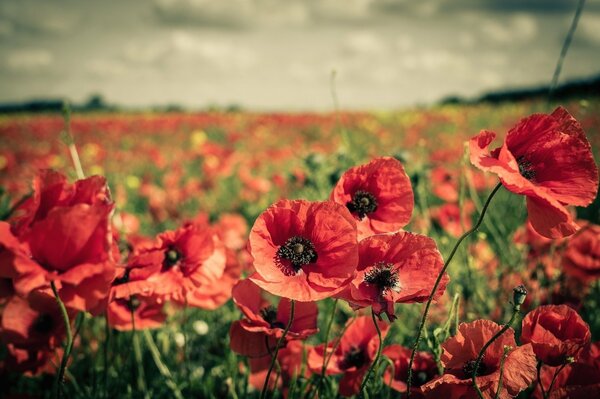 Poppy field. A place for beautiful photos