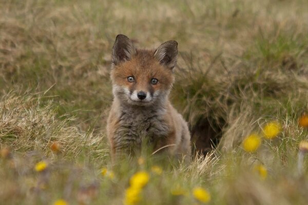 A baby fox cub is sitting near a hole in the grass