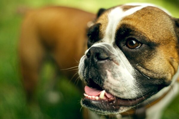 Bouledogue anglais souriant dans l herbe