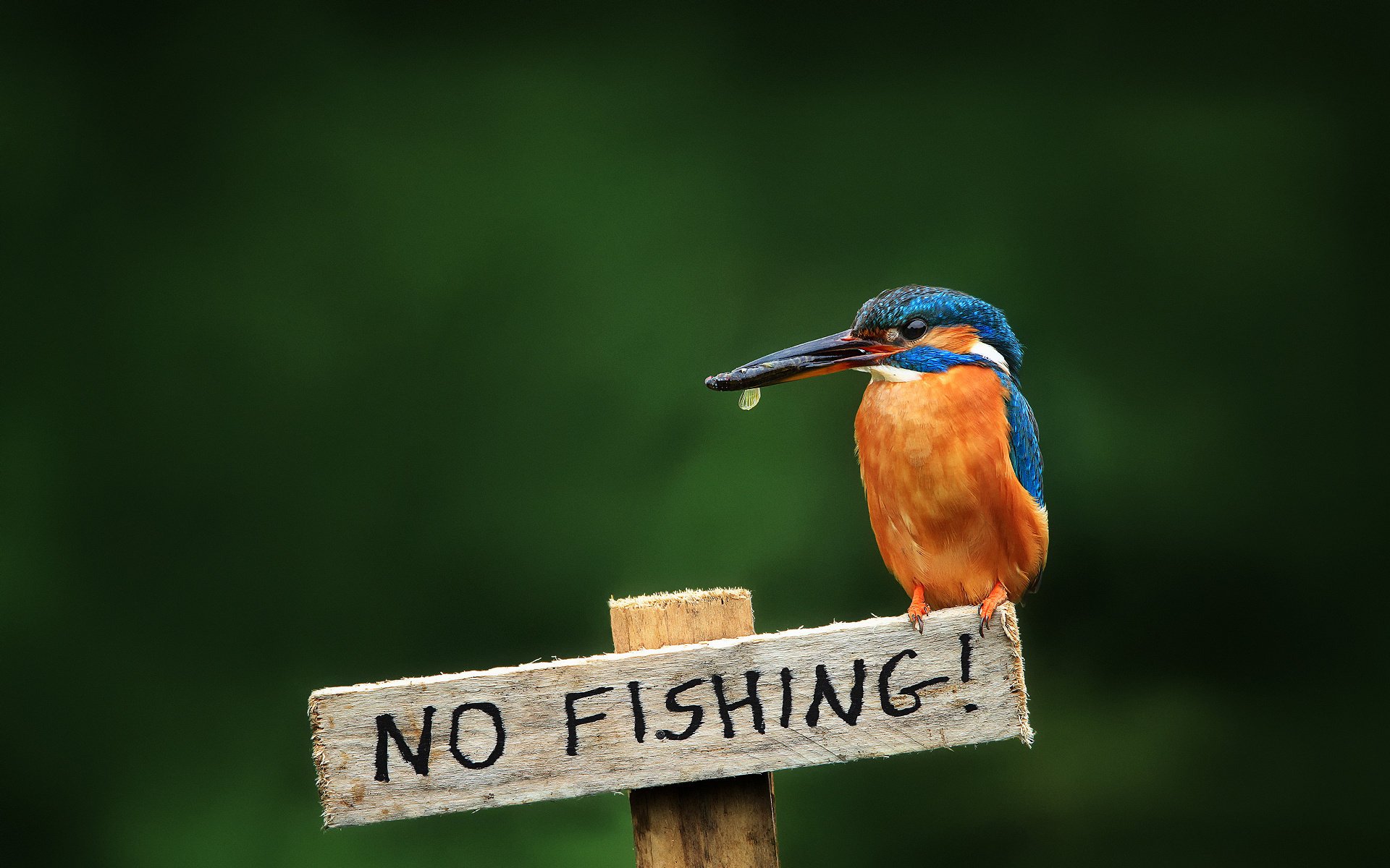 oiseau martin-pêcheur commun kingfisher alcedo atthi