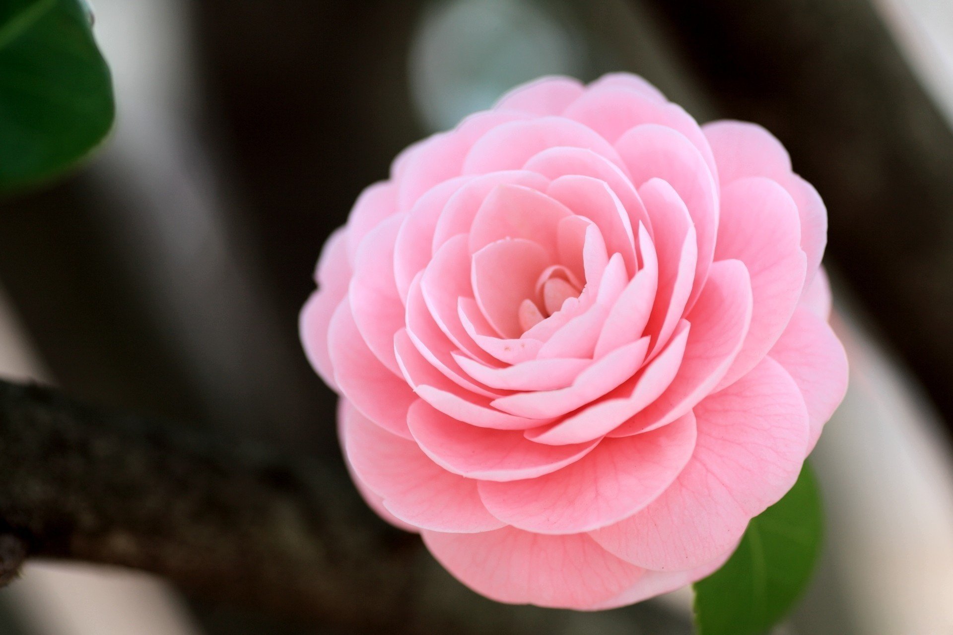 camellia pink flower macro