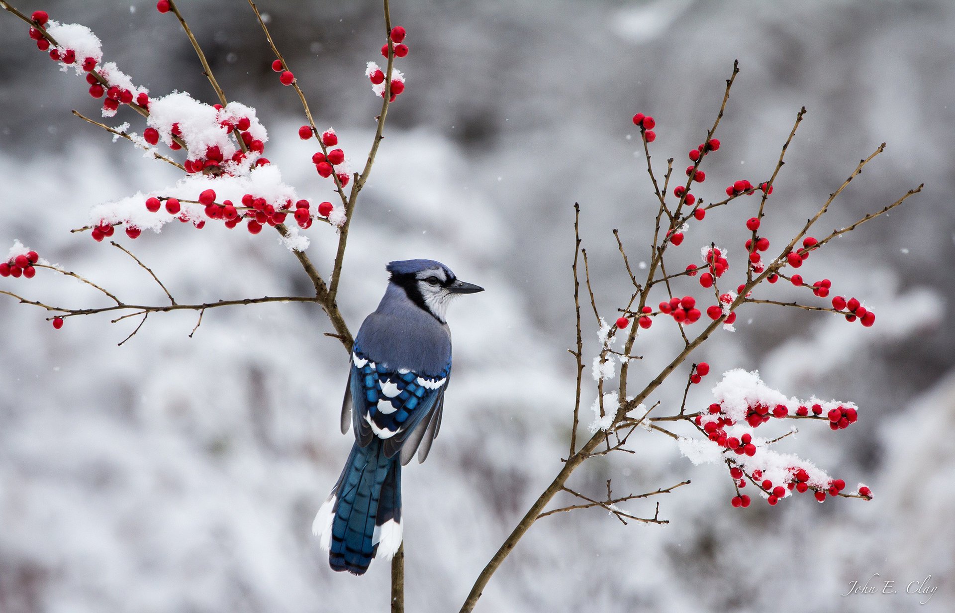 geai oiseau hiver neige branches baies