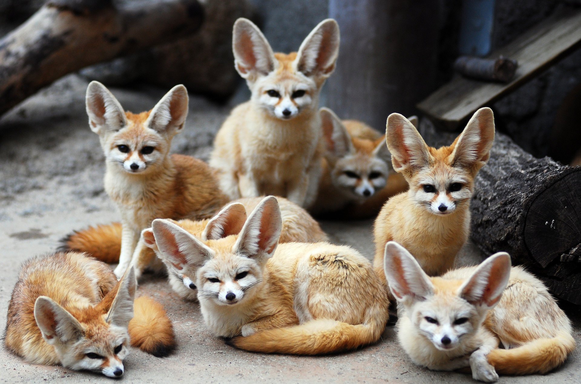 fennec fox renards à oreilles animaux fennec