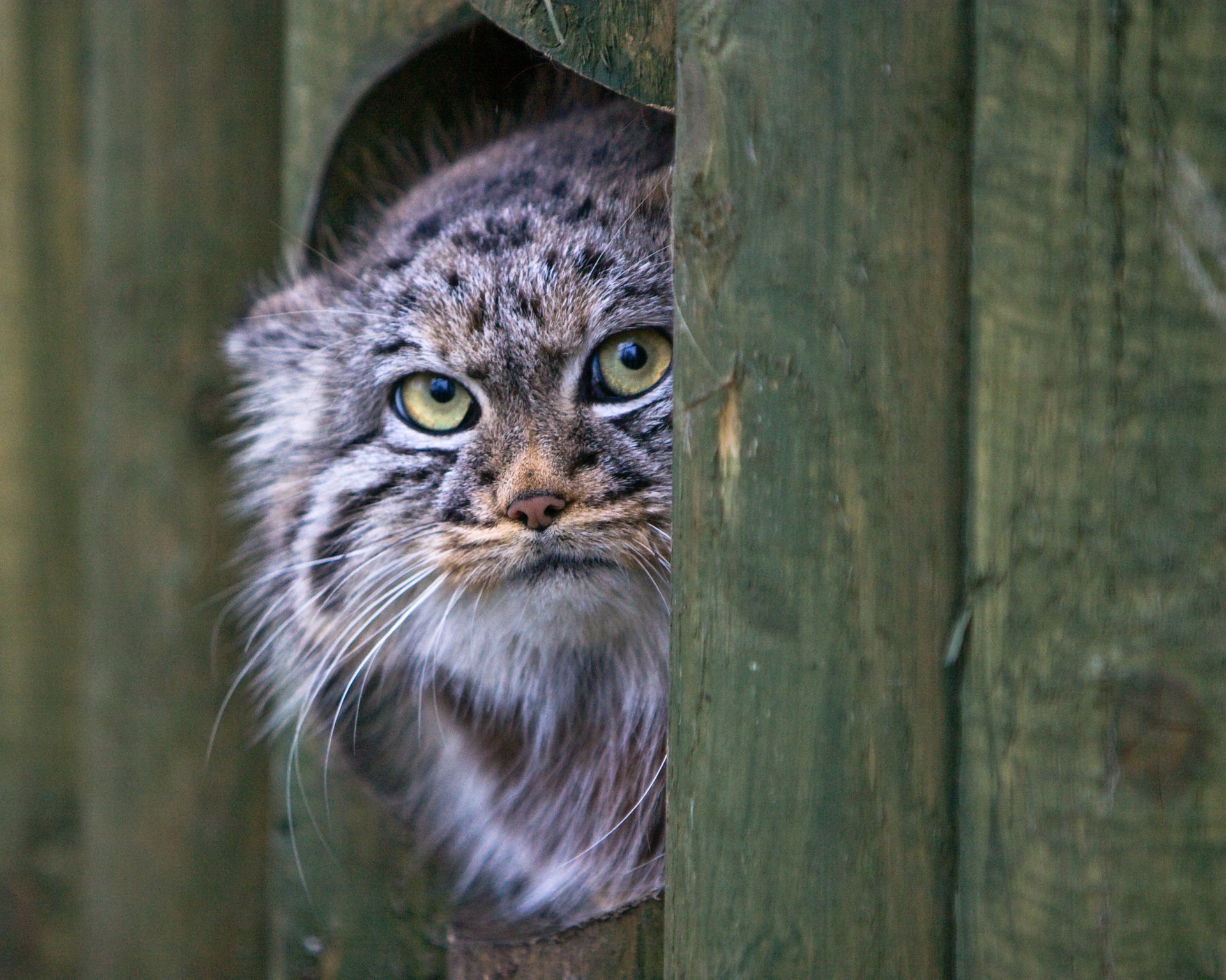 kot pysk spojrzenie manul