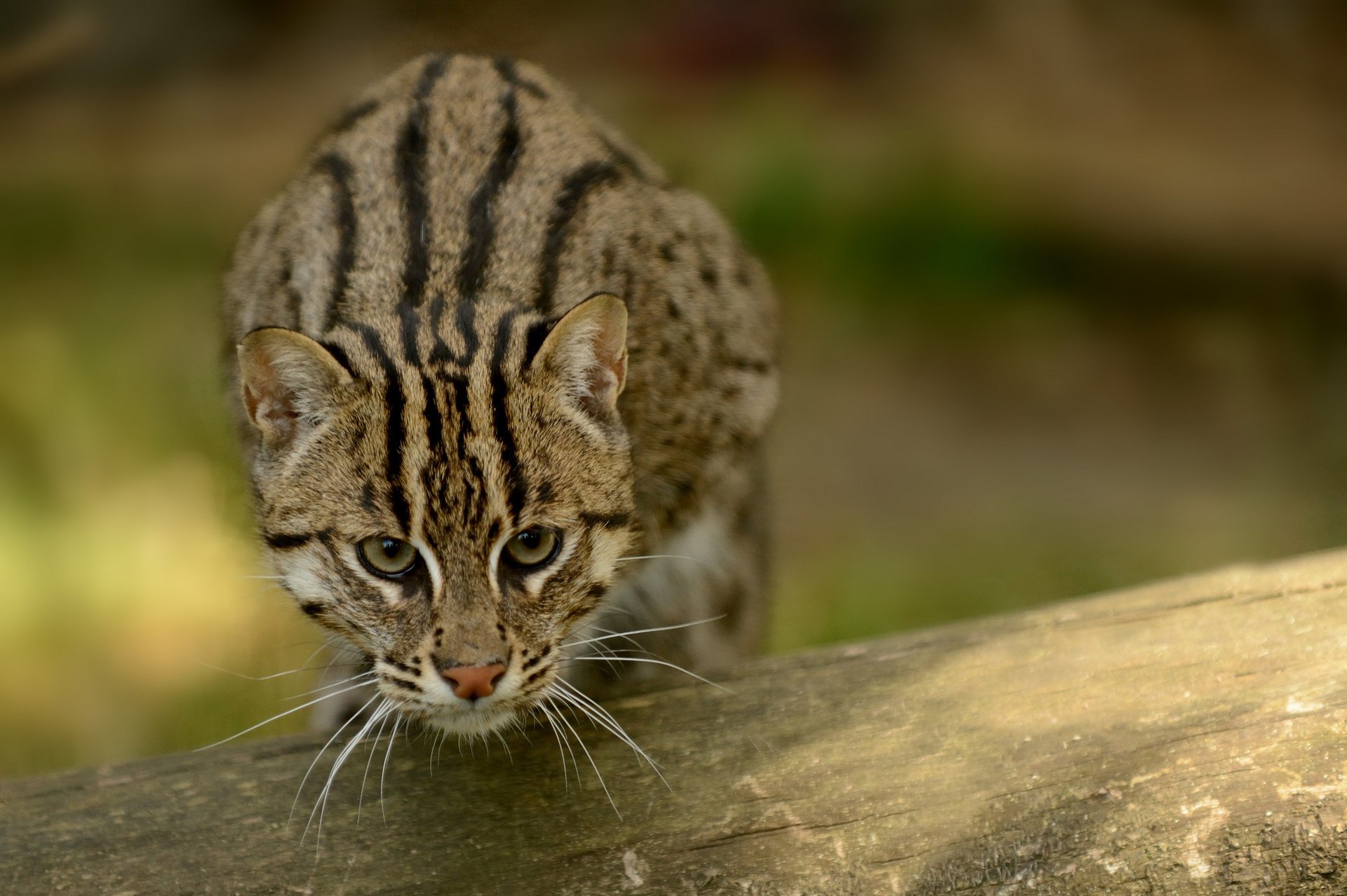 kot wędkarz fishing cat kot wędkarz kot