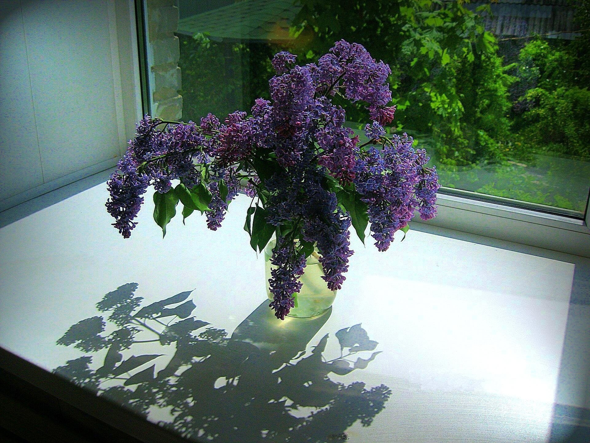 fleurs lilas bouquet rebord de la fenêtre