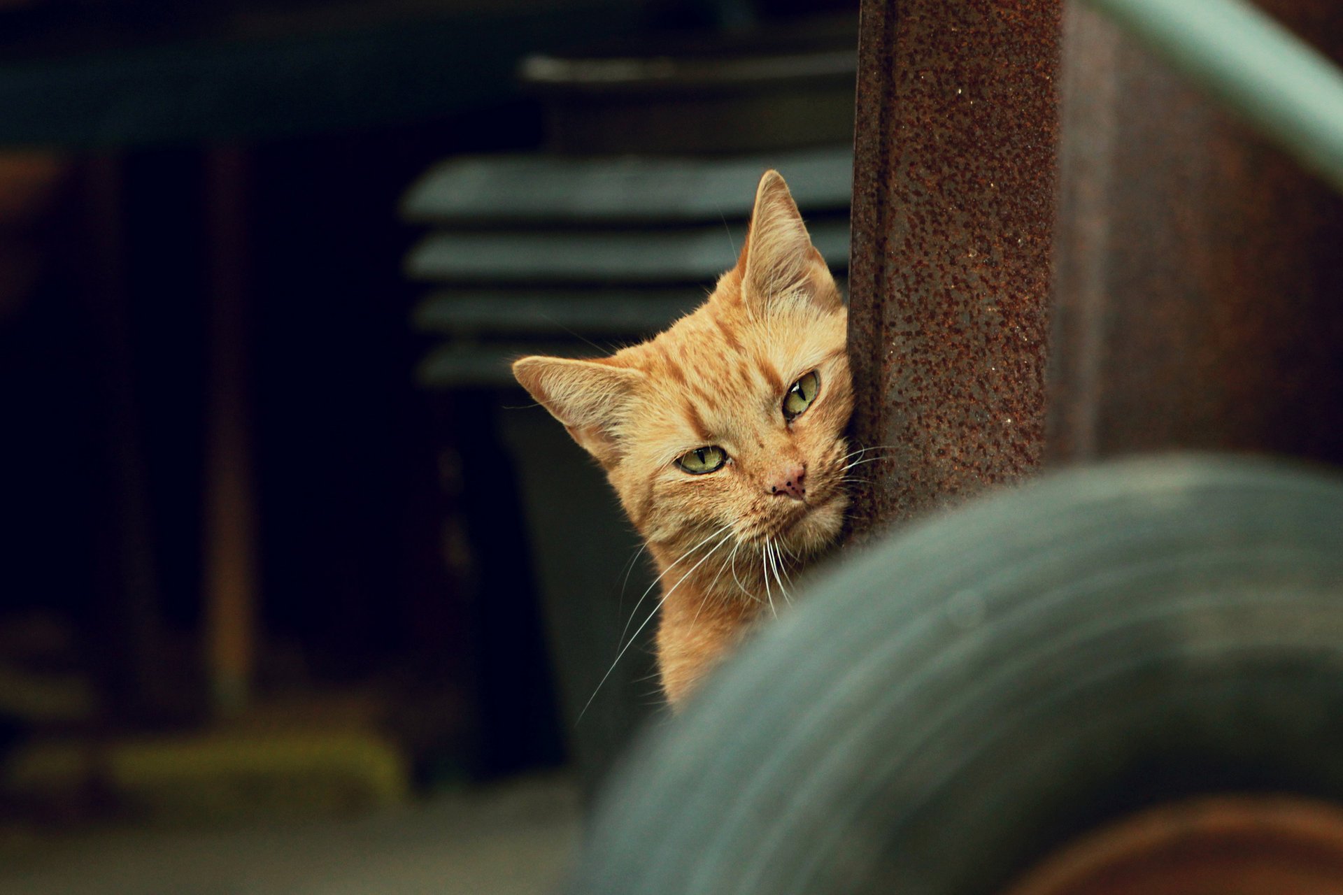 cat ginger cat look