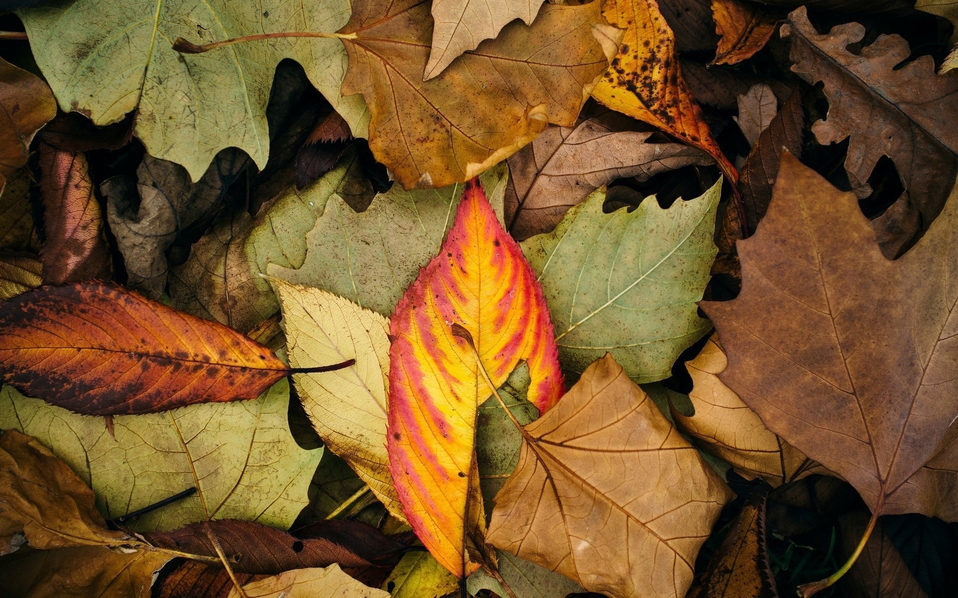 macro papier peint couleur automne folioles feuilles fond feuille