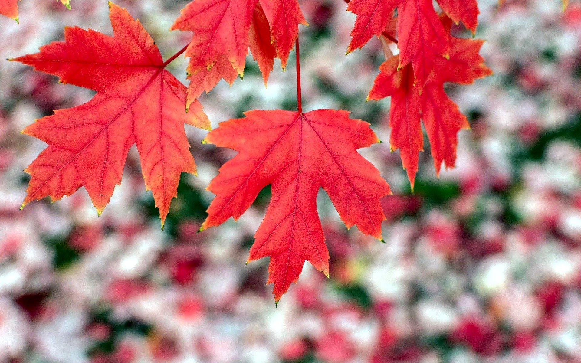 macro red leaves leaf shape leave