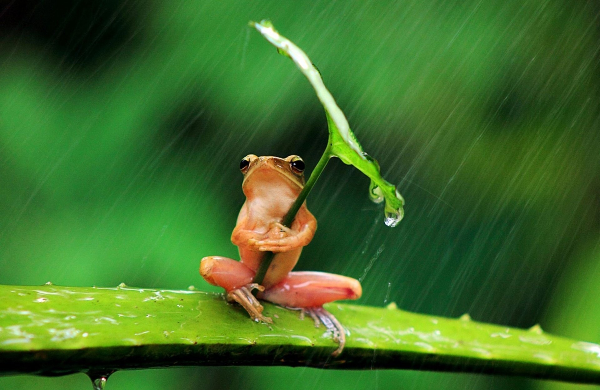 grenouille fond feuille pluie