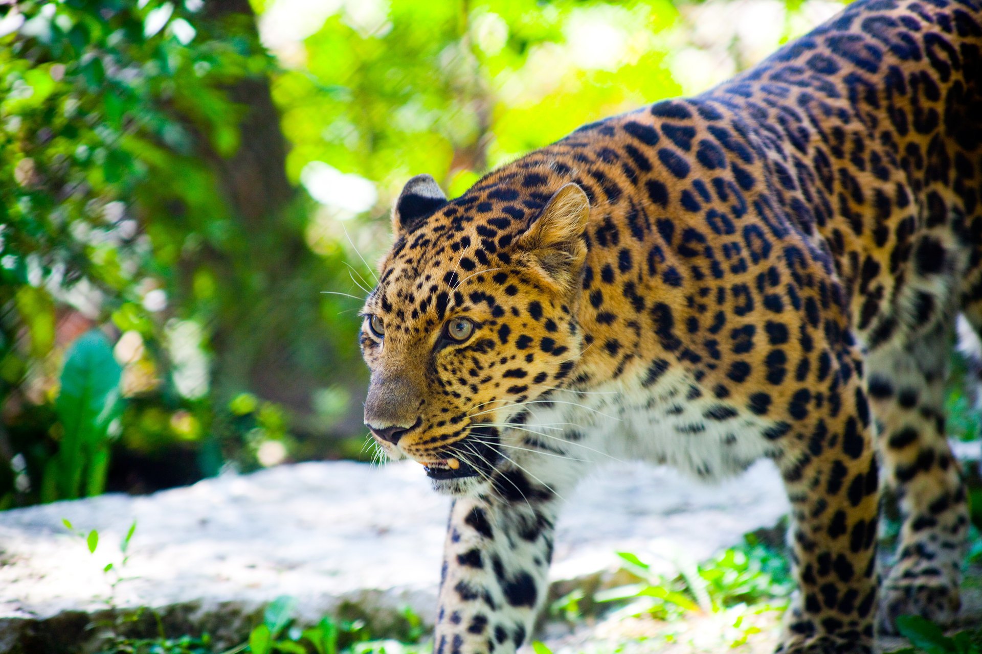 tier leopard geht eckzähne wild schnauze katze