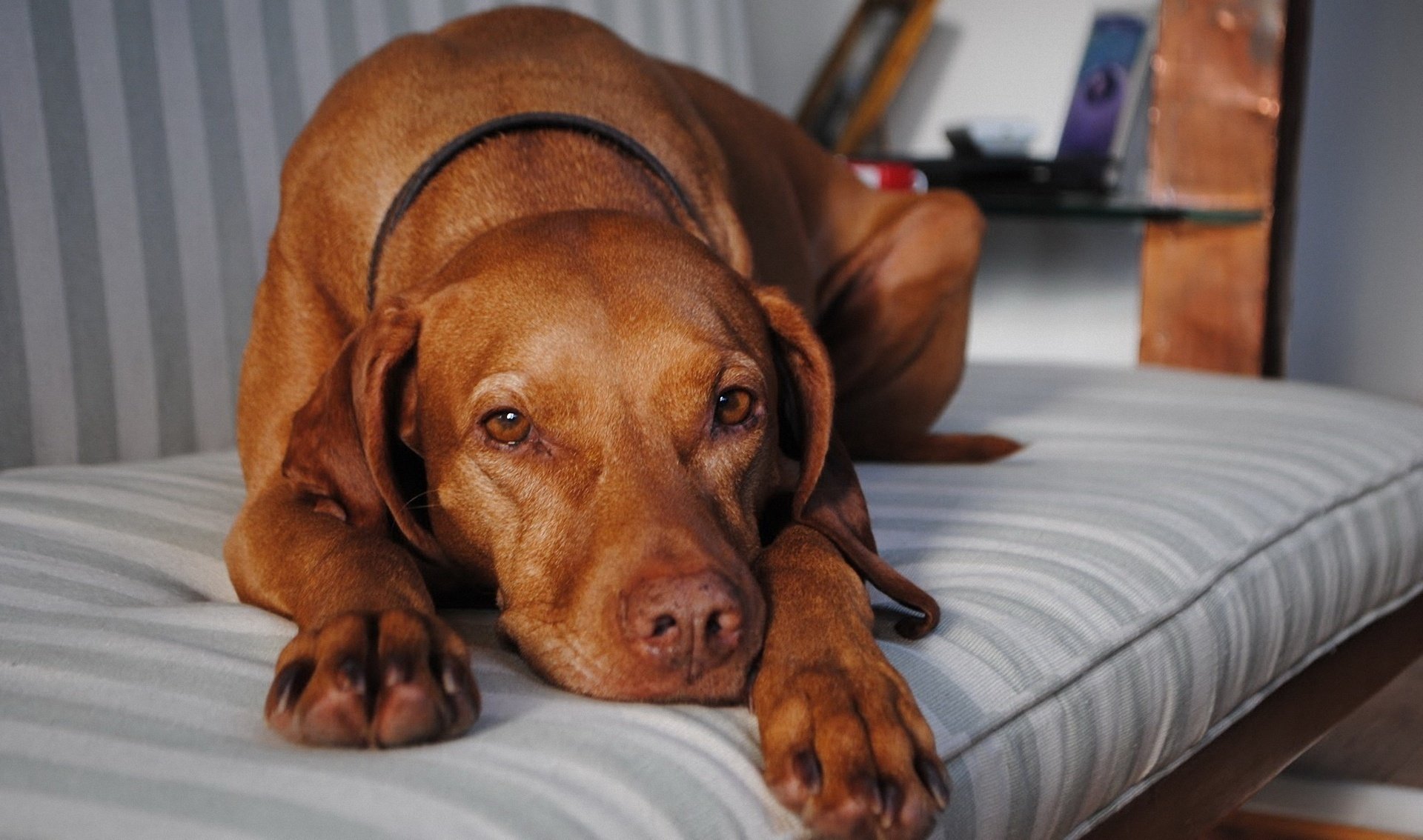 hund warten sehnsucht hingabe rotschopf