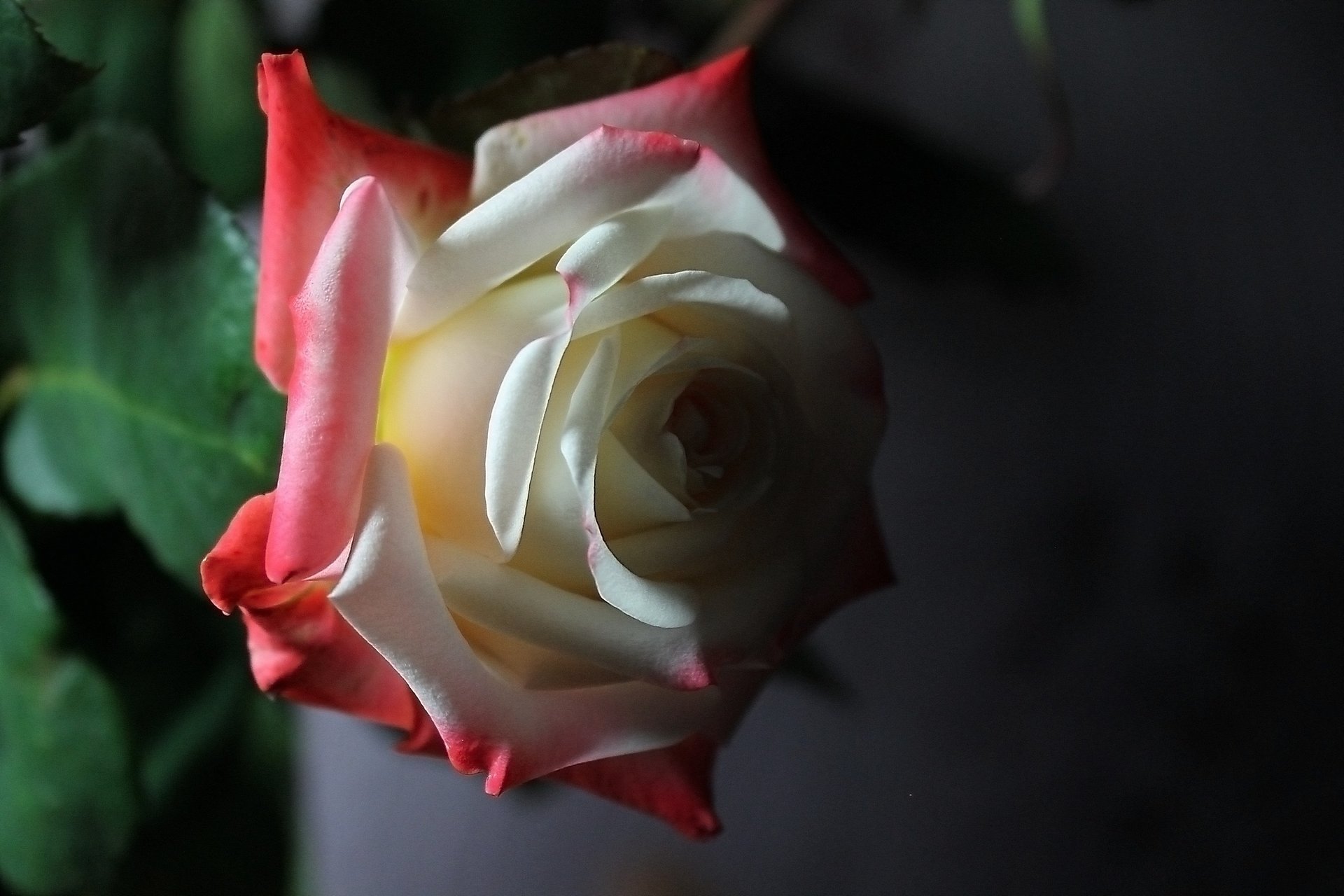 flor rosa rojo blanco penumbra