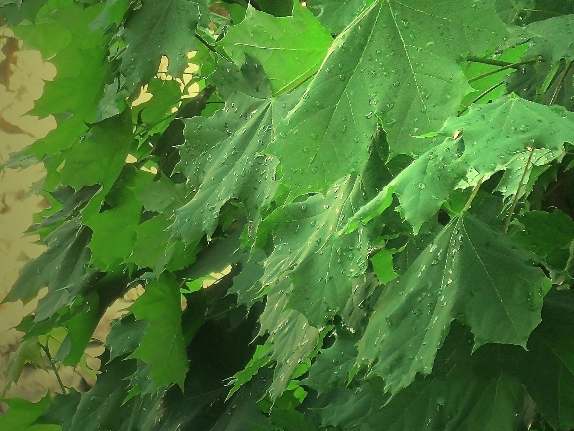 érable canadien feuilles vert gouttes pluie