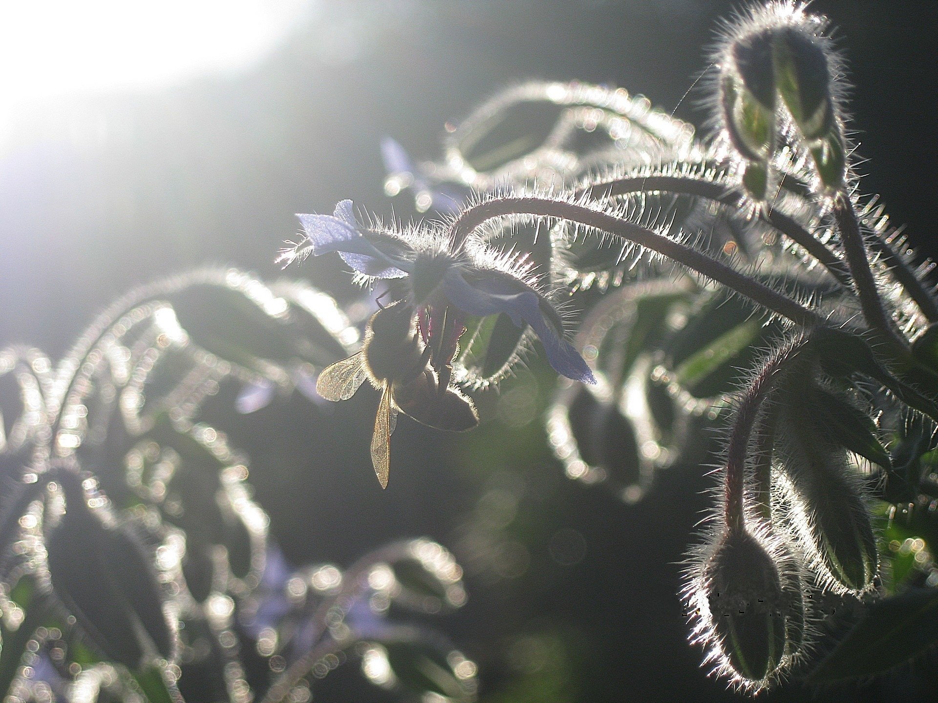 concombre coucher de soleil abeille herbe moelleux