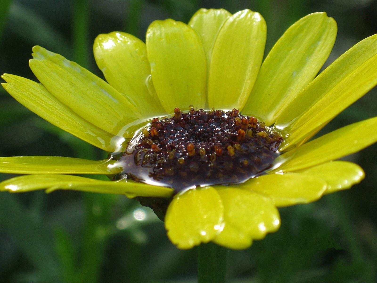 ivre fleur jaune pluie