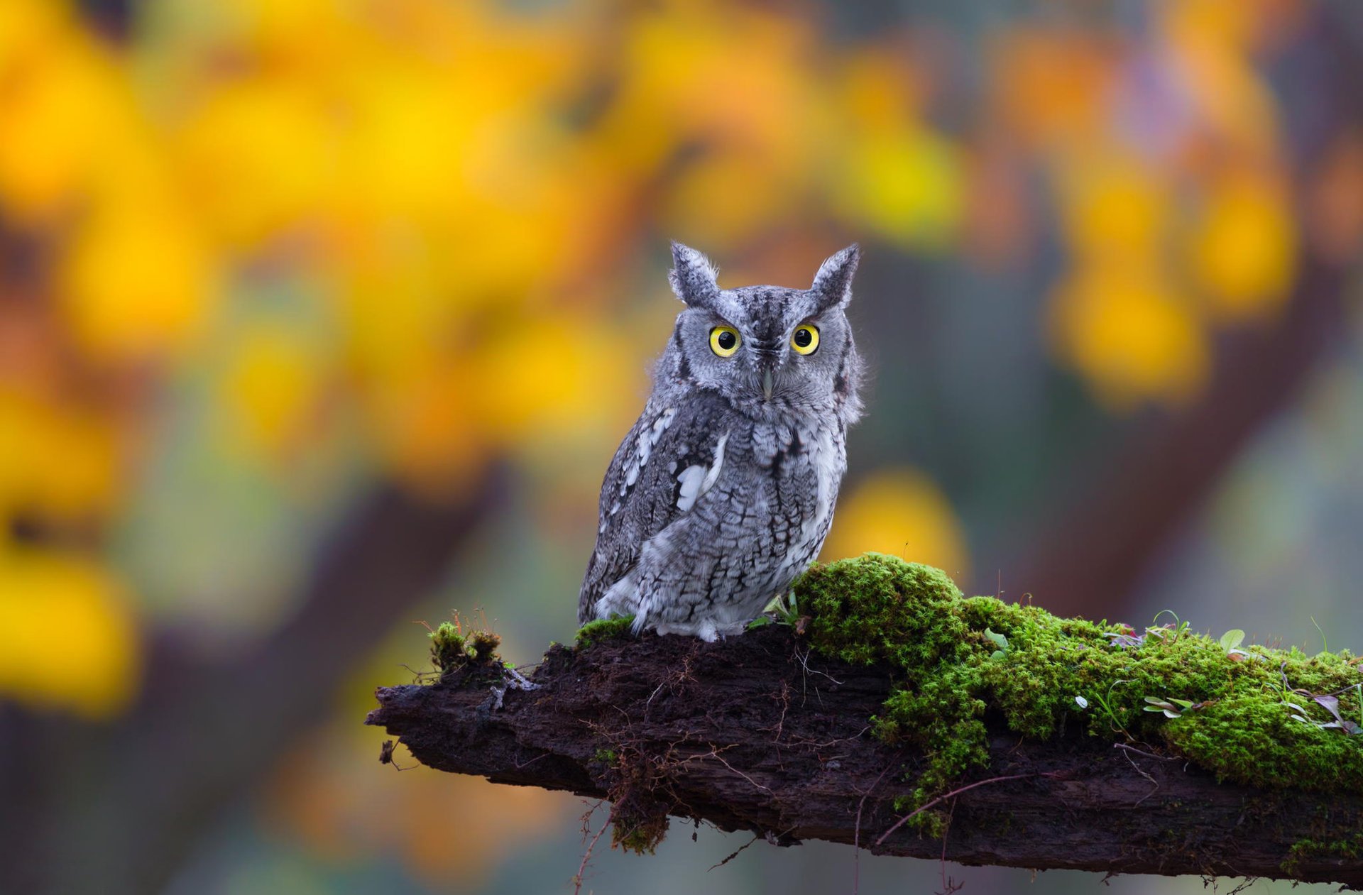 orecchie gufo natura vista muschio occhi uccello gufo tronco