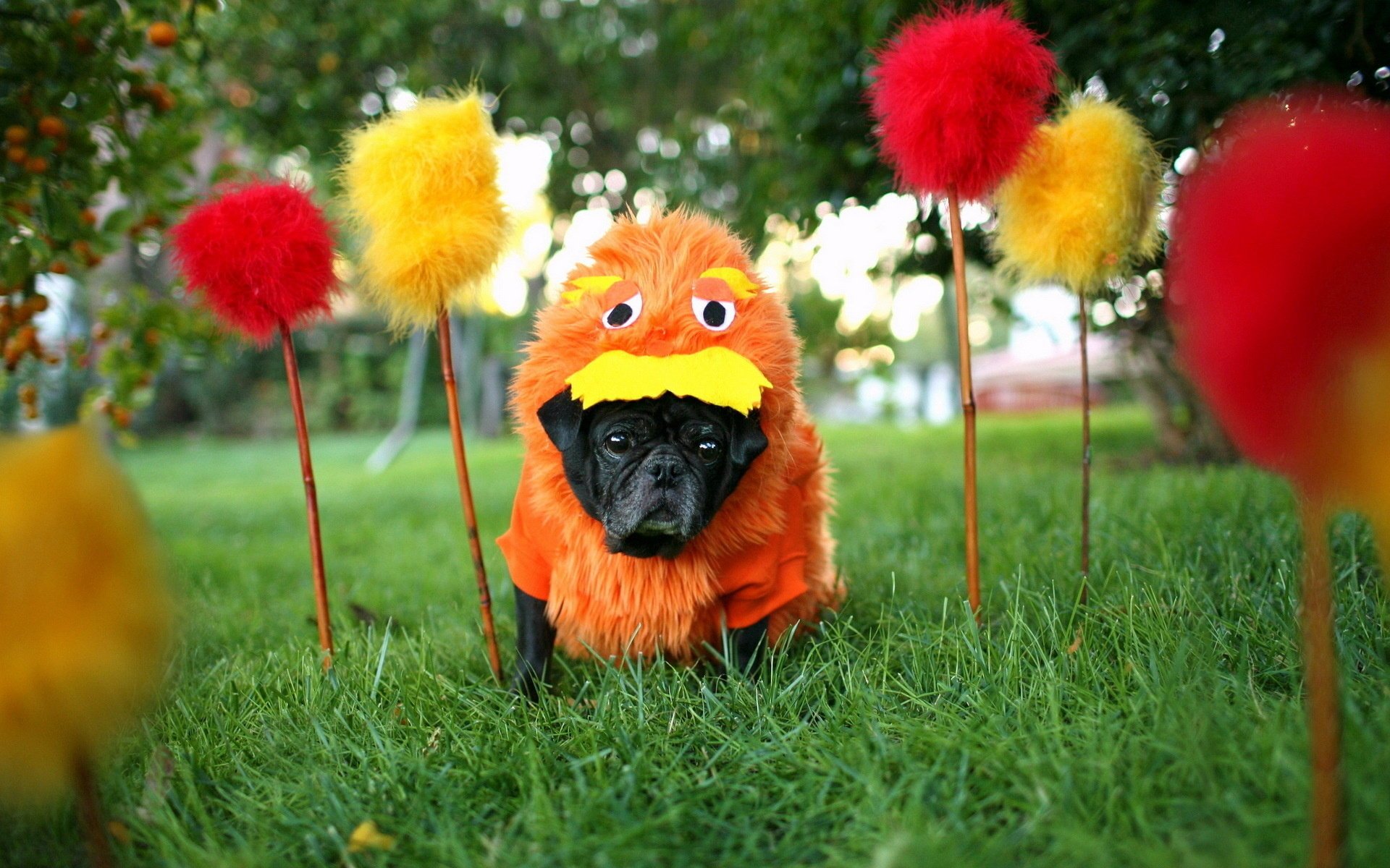 perro carnaval fondo