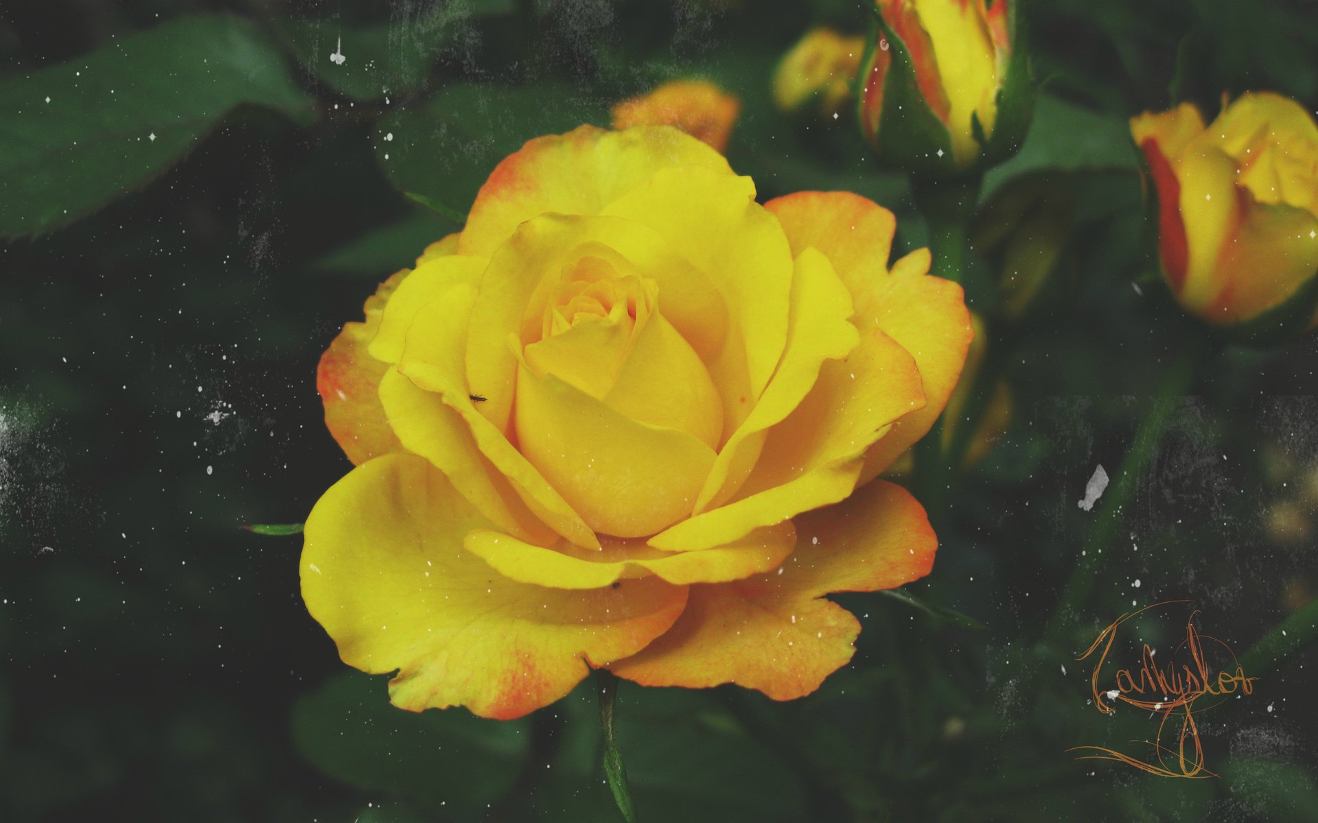 rosa naturaleza amarillo amarillo flor retro grunge