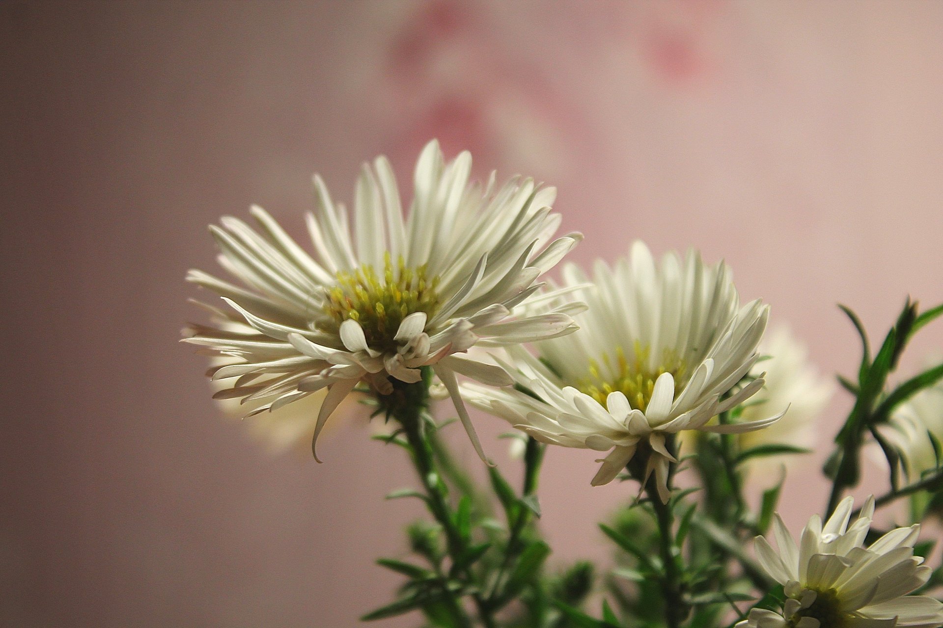 fleurs blanc octobre