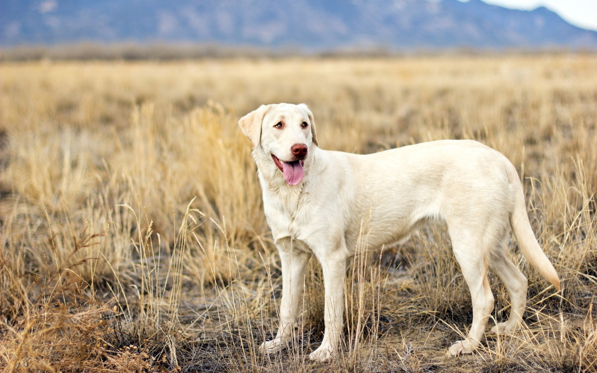 chien champ vue