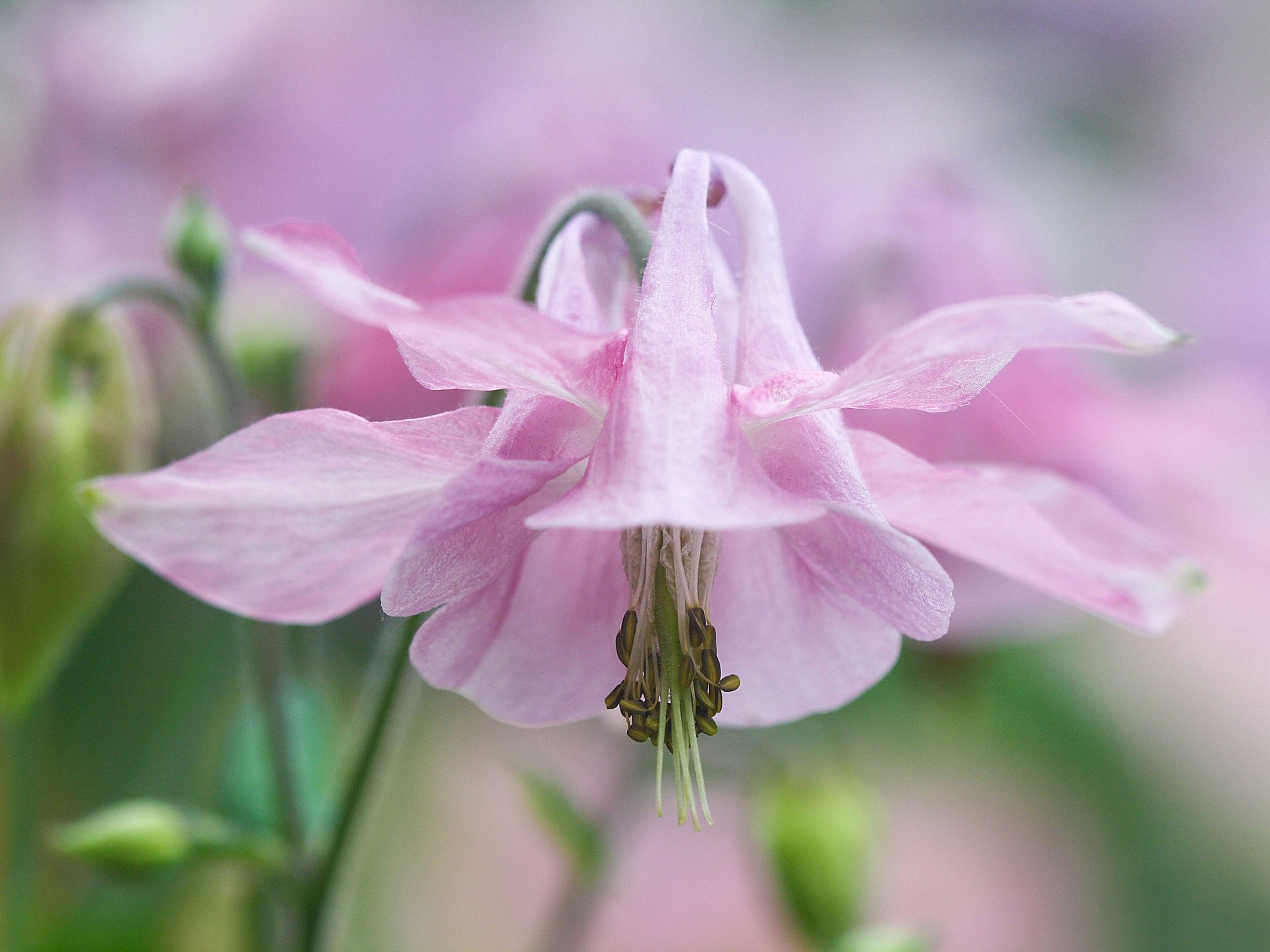 aquilegia zlewnia orlik kwiat delikatny różowy