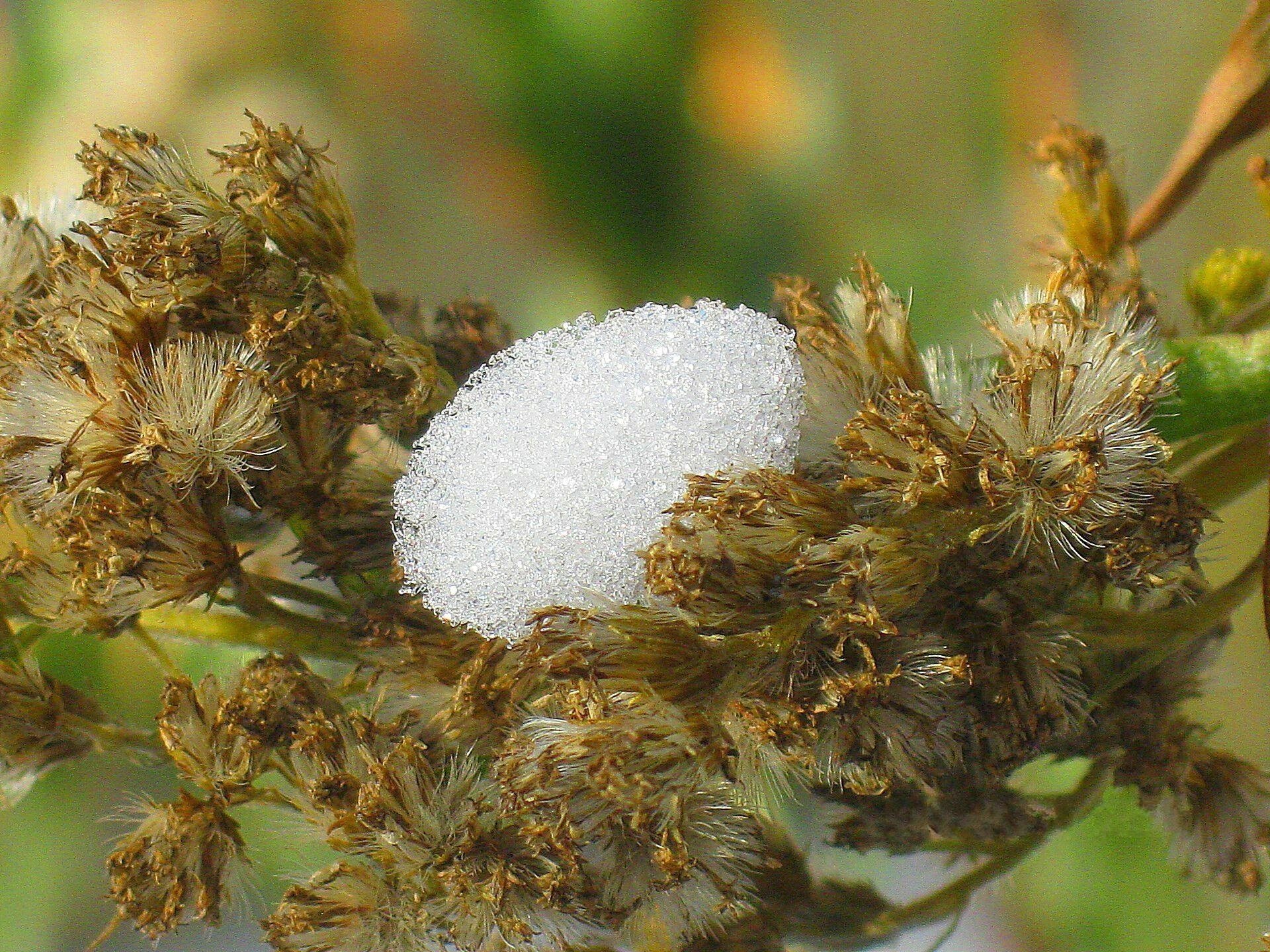 goldbraun tauwetter schnee