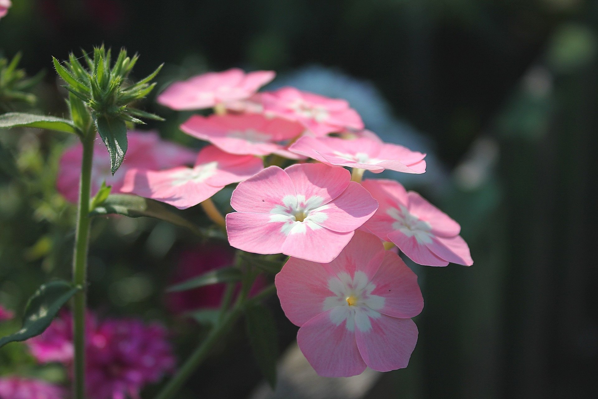 flores phlox rosa soleado