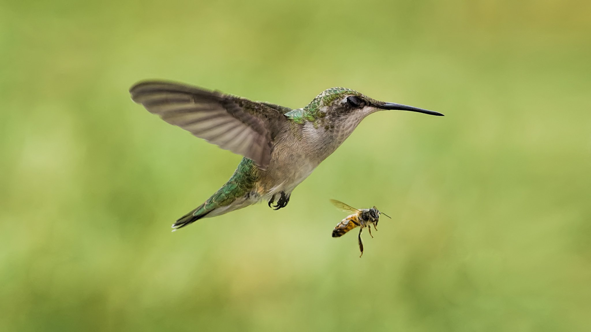 uccello in volo insetto colibrì ape