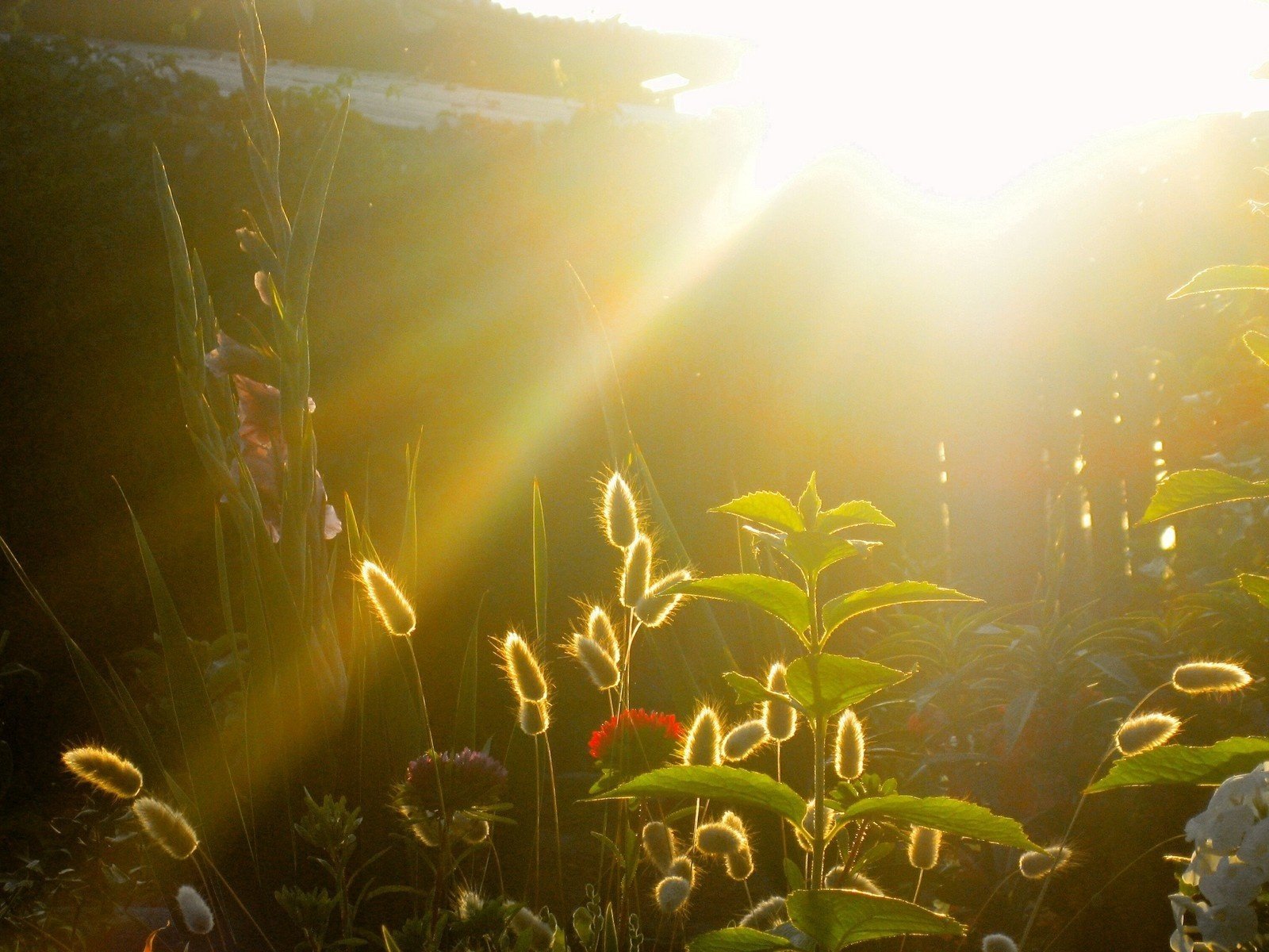 sonnenuntergang garten strahlen