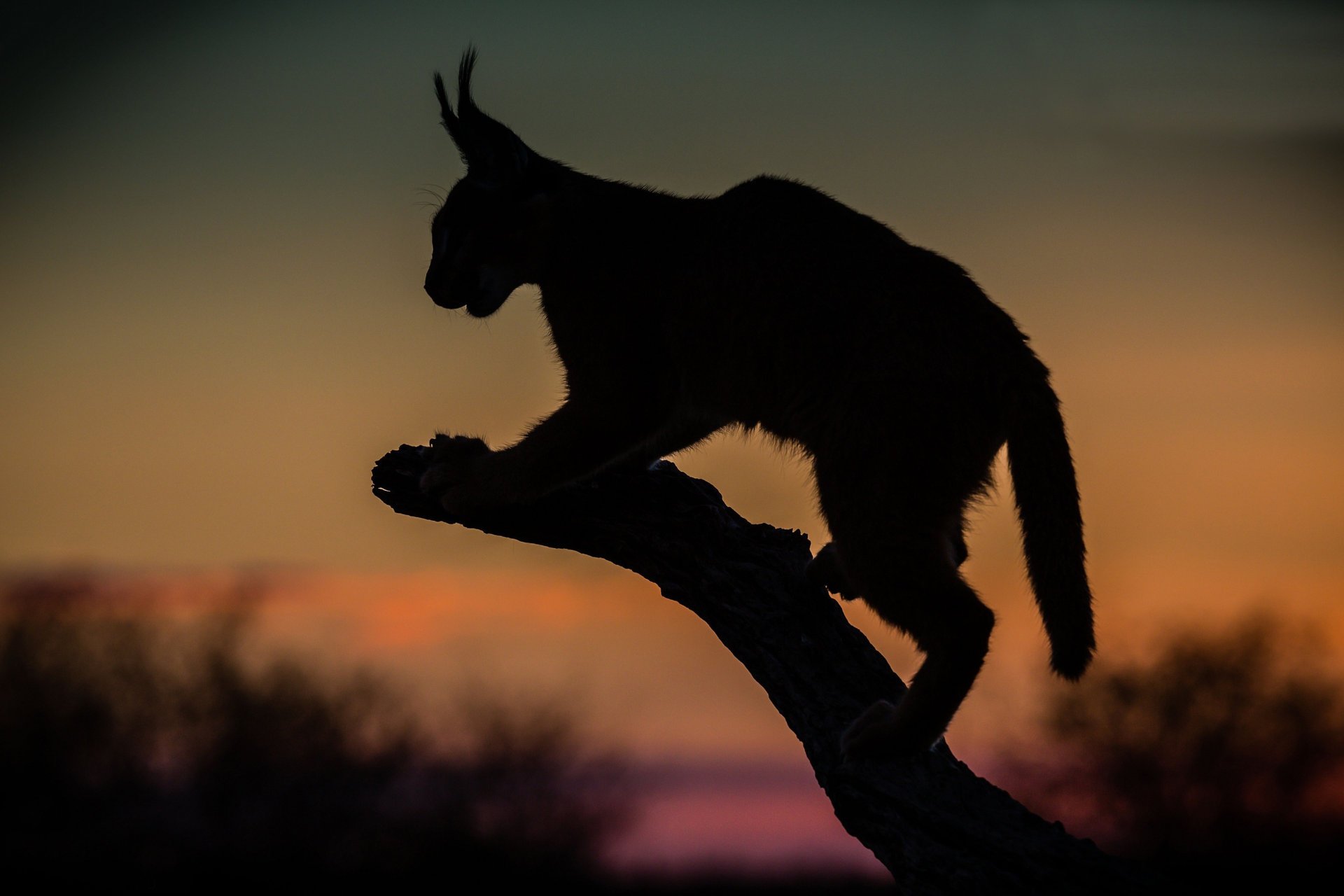 noche caracal cazador