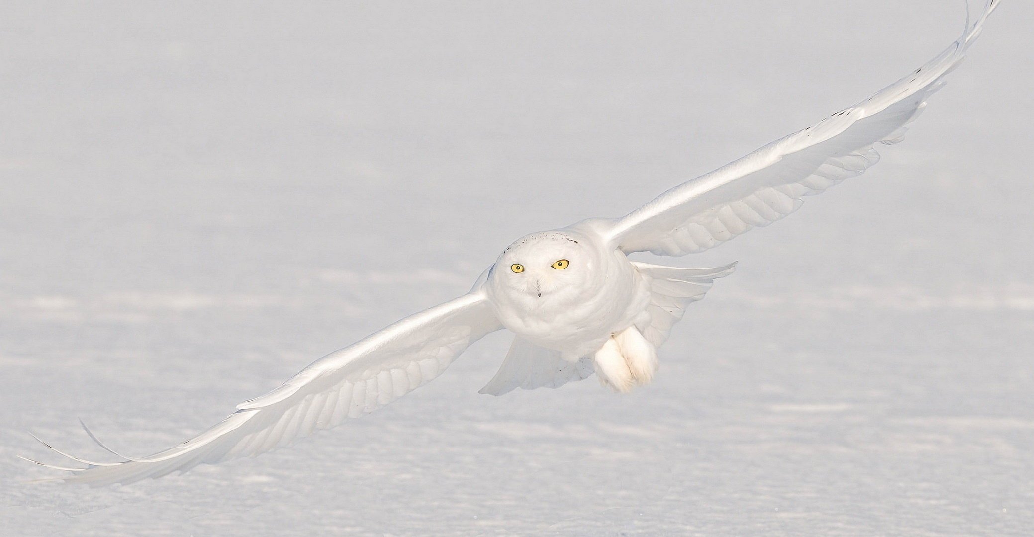 polaire neige vol hibou