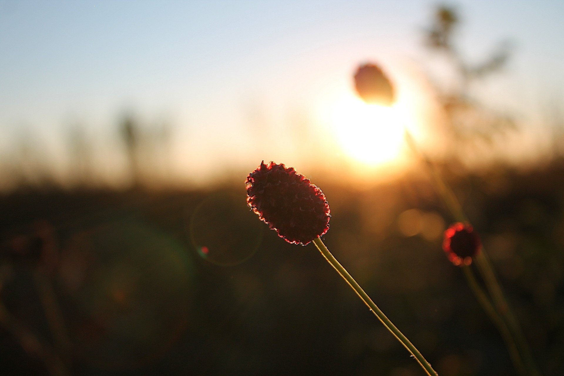 burnet sunset the steppe gra