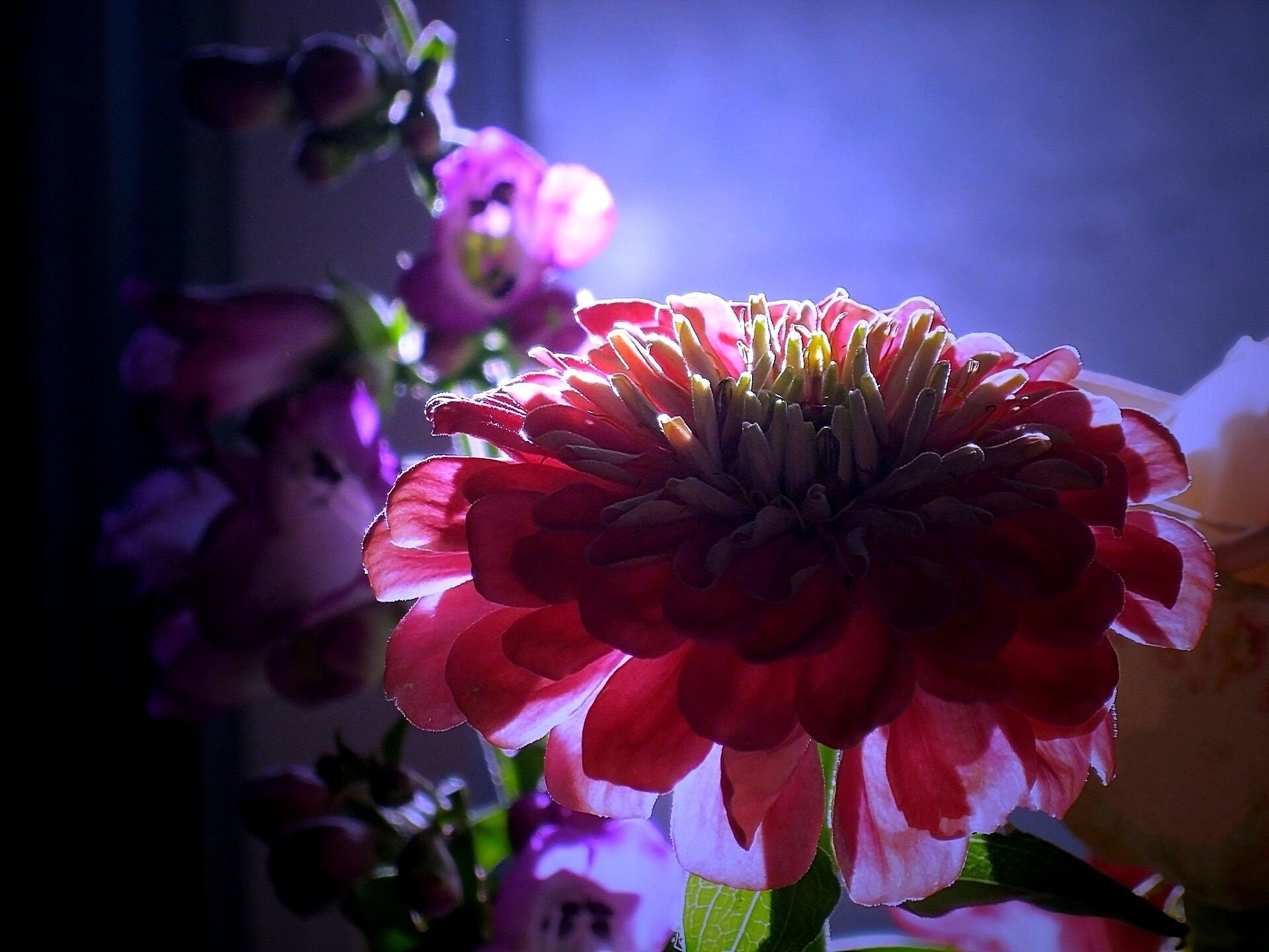 blumen zinnien licht dämmerung