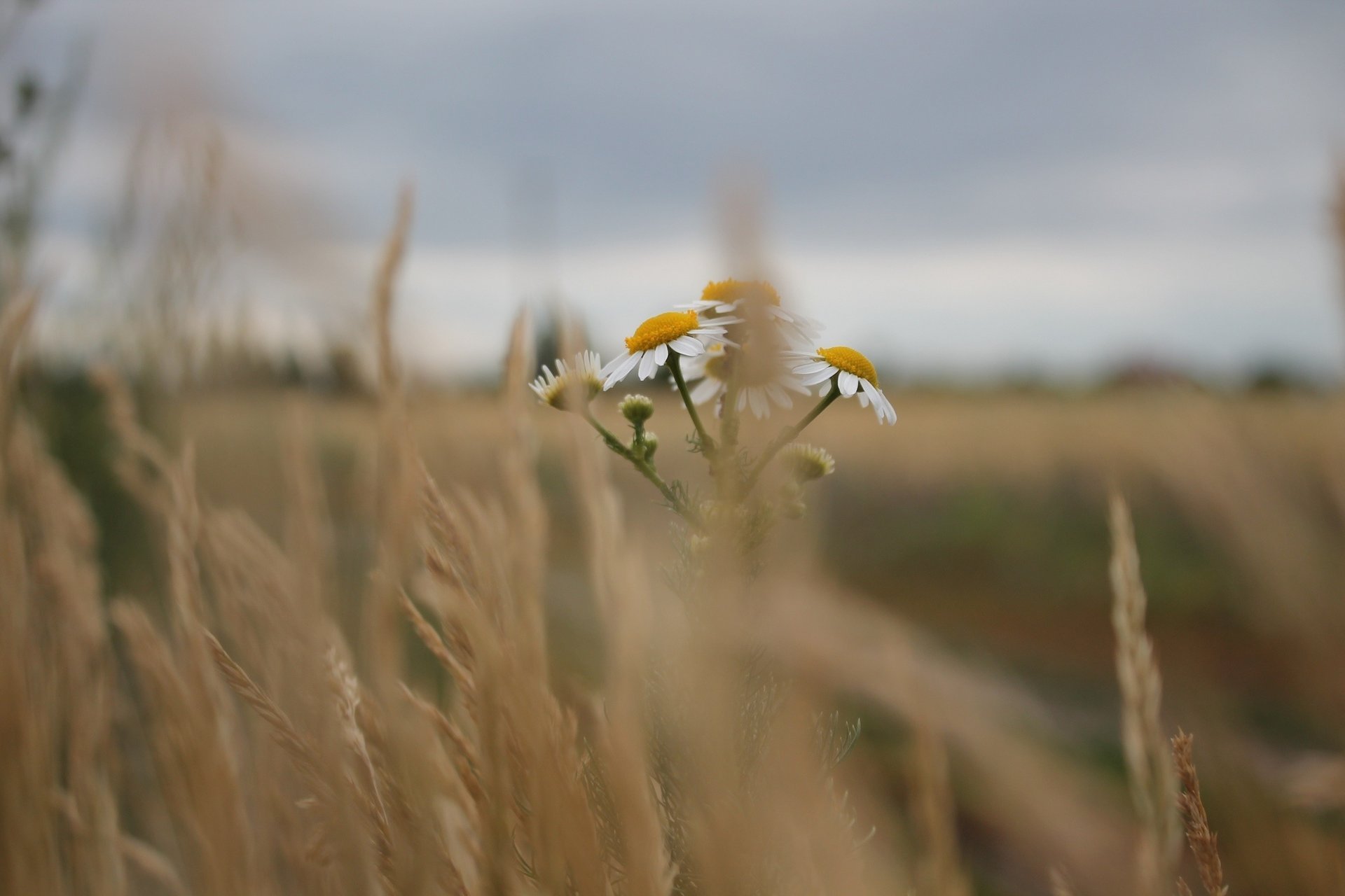 steppe gras trocken kamille