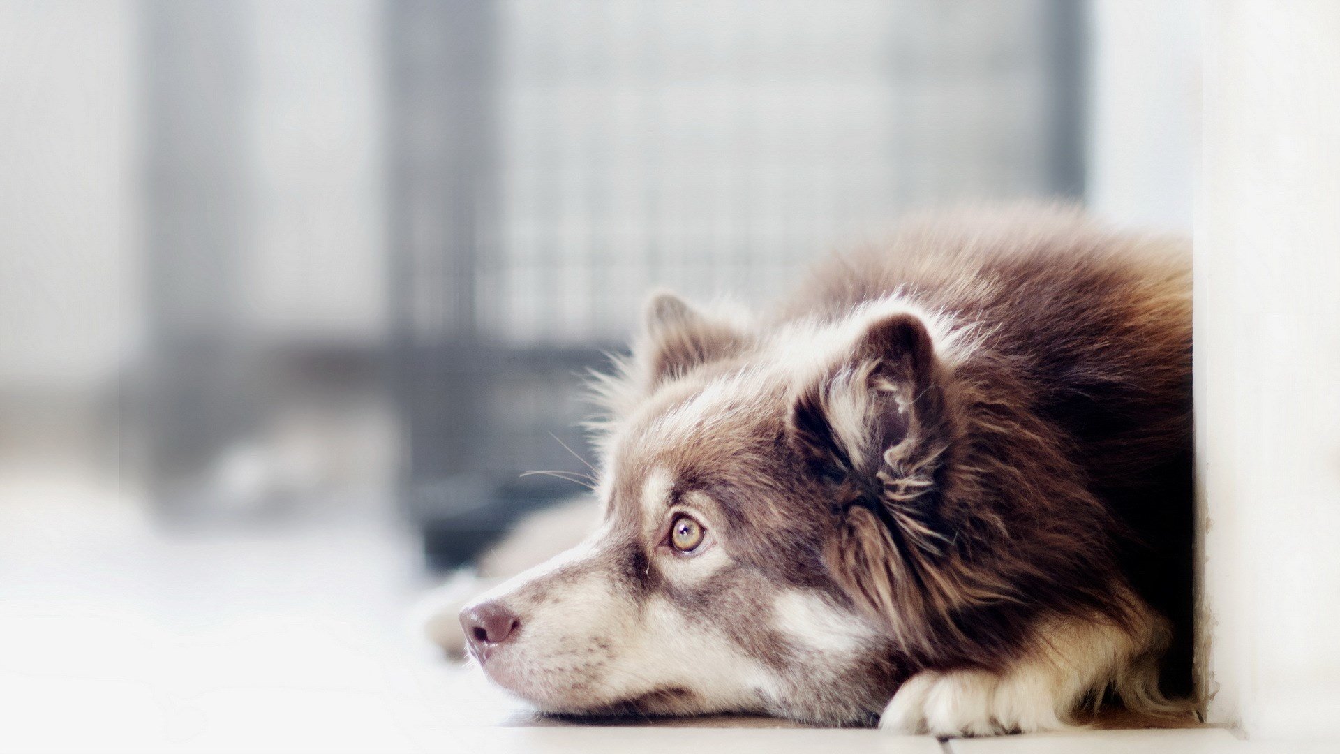 hund freund blick