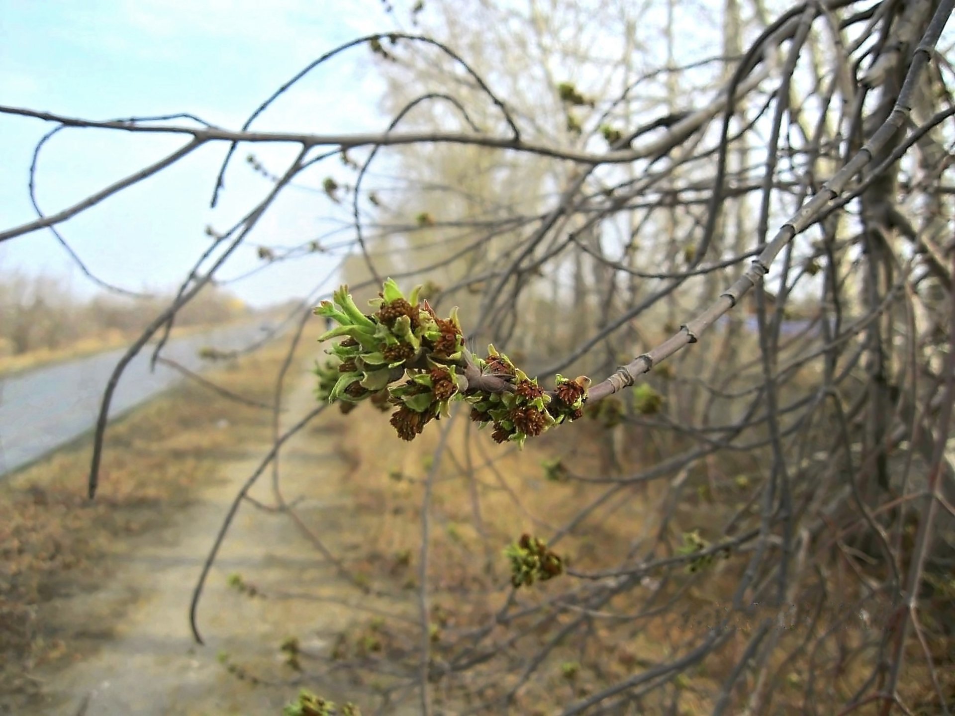 fleur printemps bourgeons branches