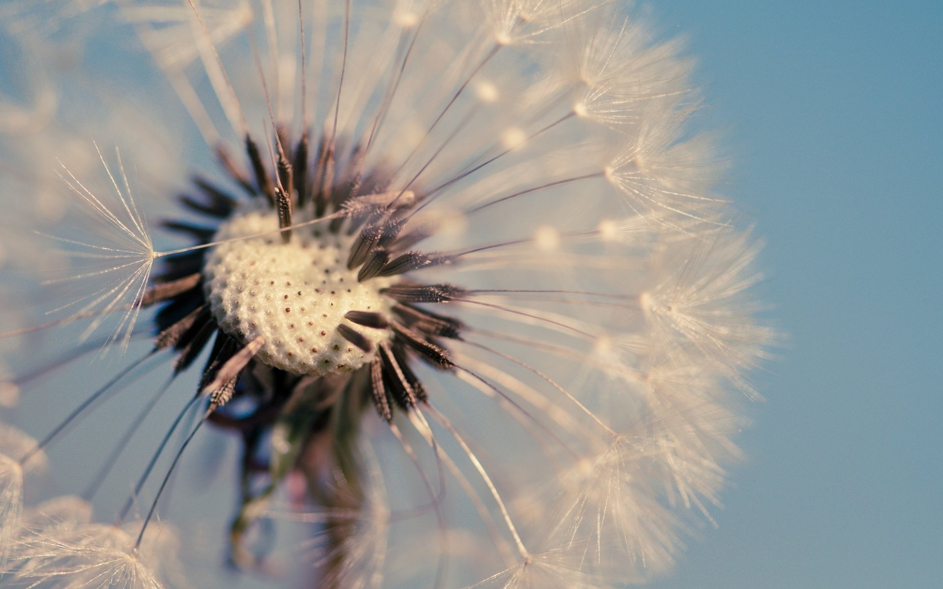 macro flores azul dandelion papel pintado fondo diente de león