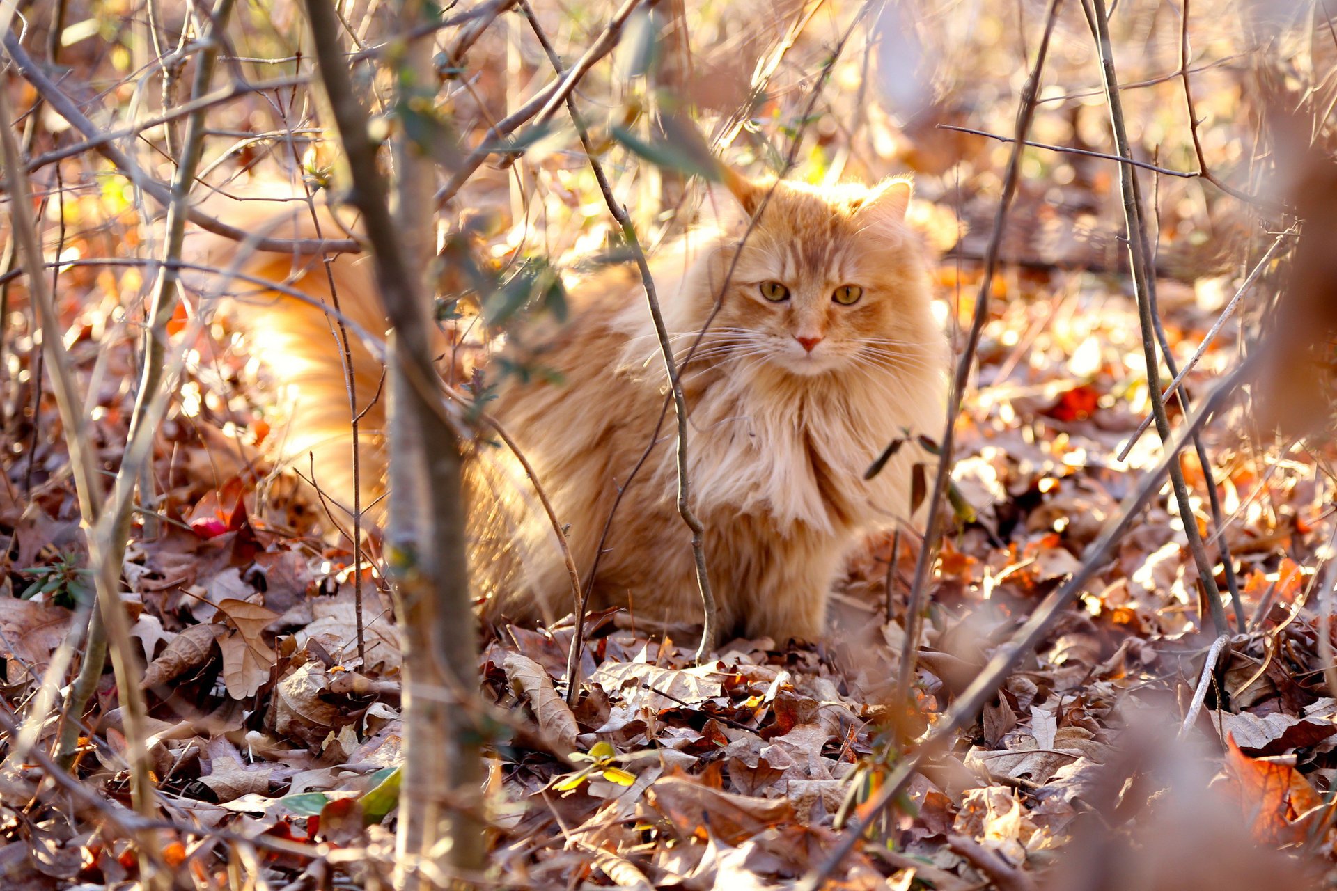 branches red dry cat light leaves fluffy