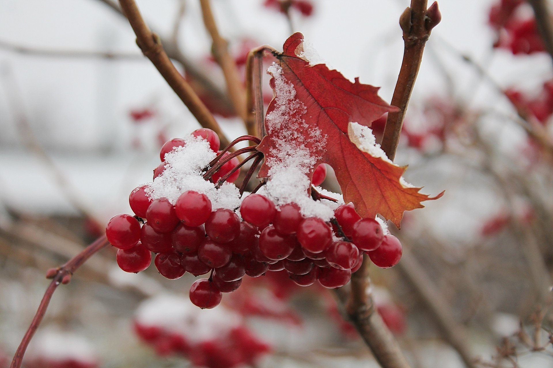 otoño viburnum racimo rojo nieve