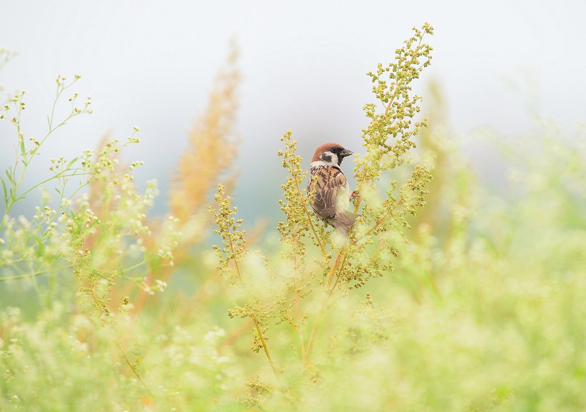 herbe moineau champ oiseau branches