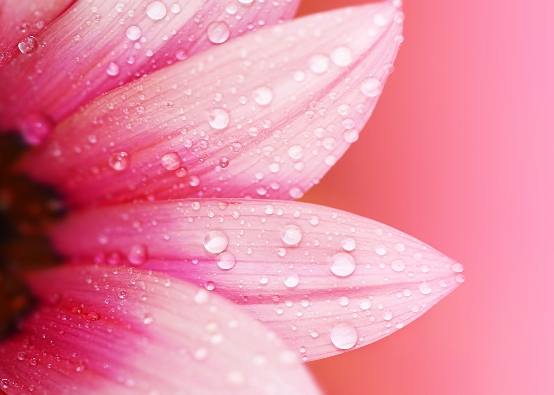 flowers macro petals flower dew flower pink